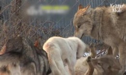 狗和狼的时间在线观看,在线观看时间线揭秘